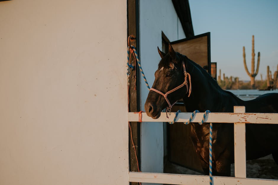 A beautiful Merens horse with a black coat, showcasing its striking appearance and muscular build