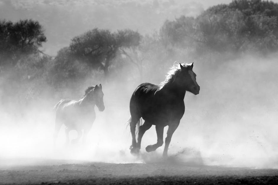 Image of Nonius Horses, showcasing their robust and distinct physical characteristics