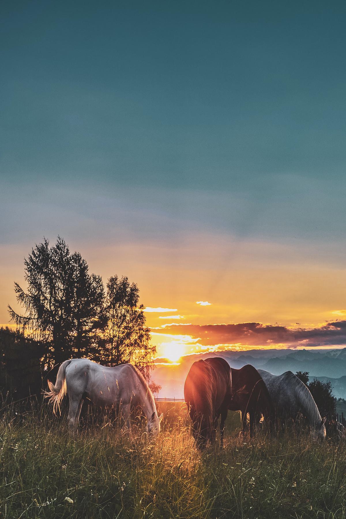 Nonius Horses Image - Horses standing in a field