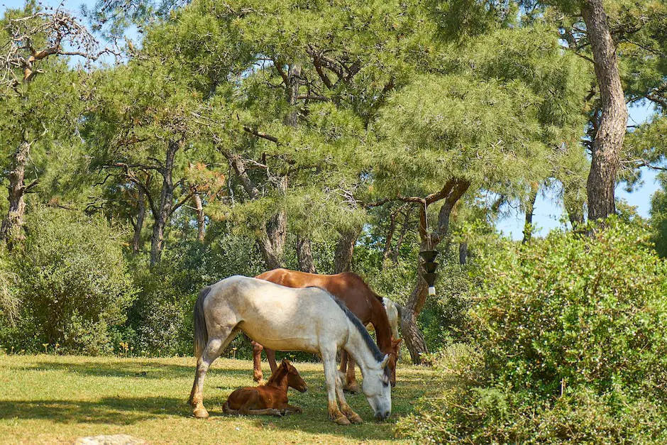 A picture of two Norman Cob Horses grazing in a green field