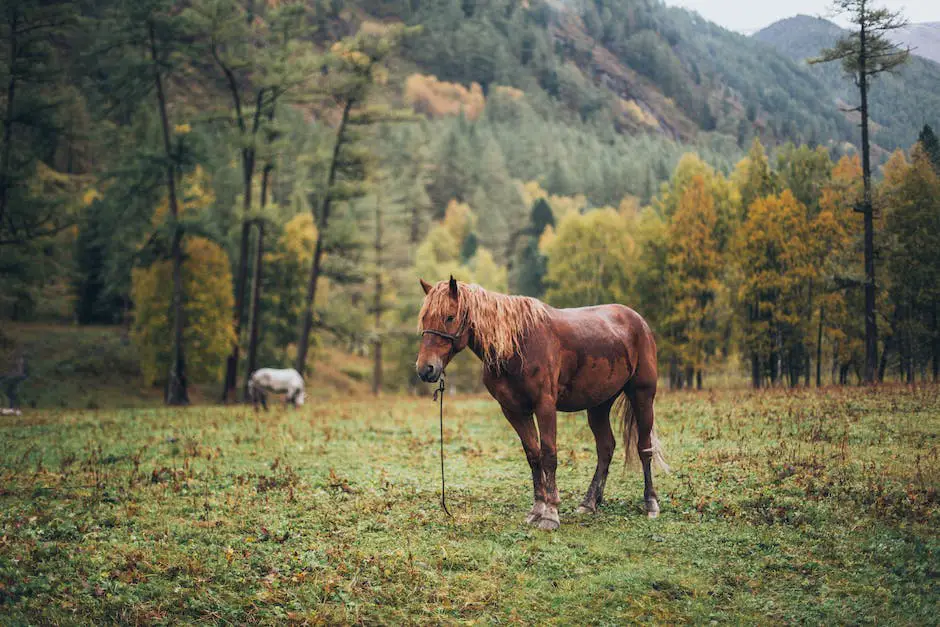 Image of a healthy Oldenburg horse grazing in a green pasture