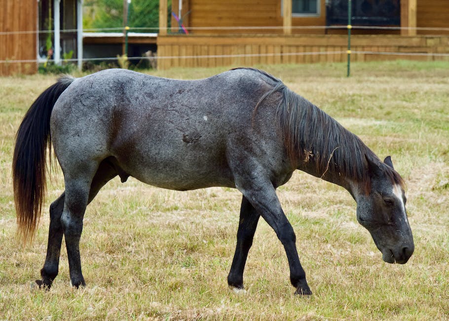 Image of a Russian Warmblood horse standing in a spacious and well-maintained pasture