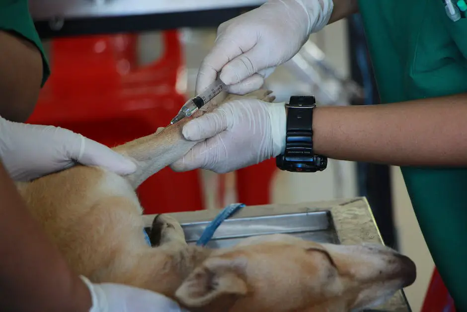 A horse with chestnut coat color being examined by a veterinarian, representative of the importance of genetic testing in breeding programs.