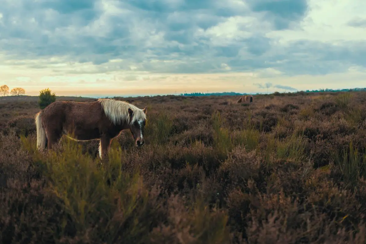 A picture of a brown horse with white spots on its face and legs, standing in a green field with trees in the background.