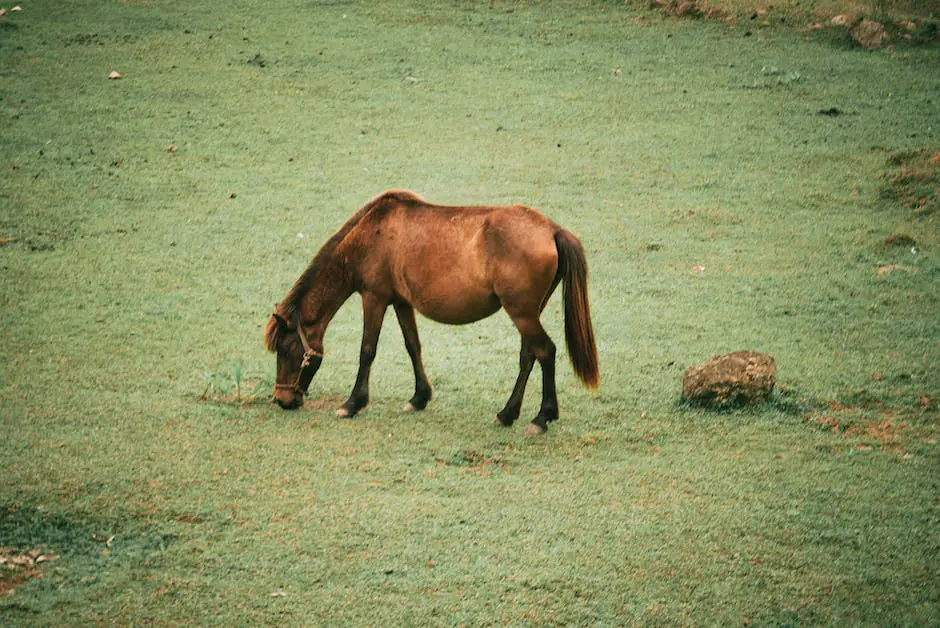 A beautiful Saddlebred horse in full motion, captured by a skilled photographer