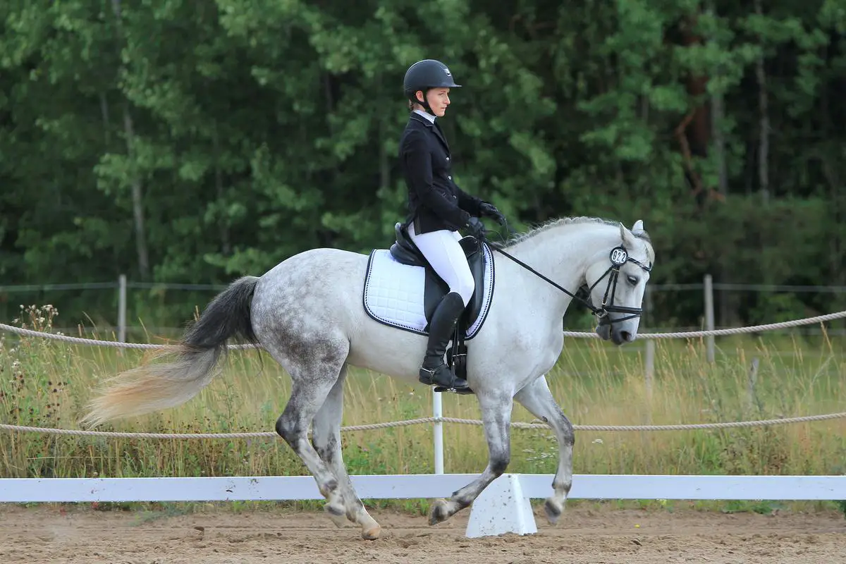 An American Saddlebred horse performing the slow gait with one hoof lifted high and its rider holding the reins.