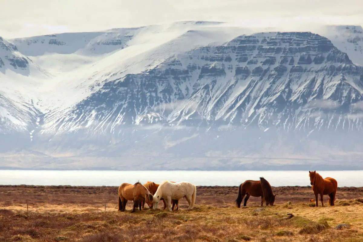 A stunning image of a Shagya Arabian horse running in a field