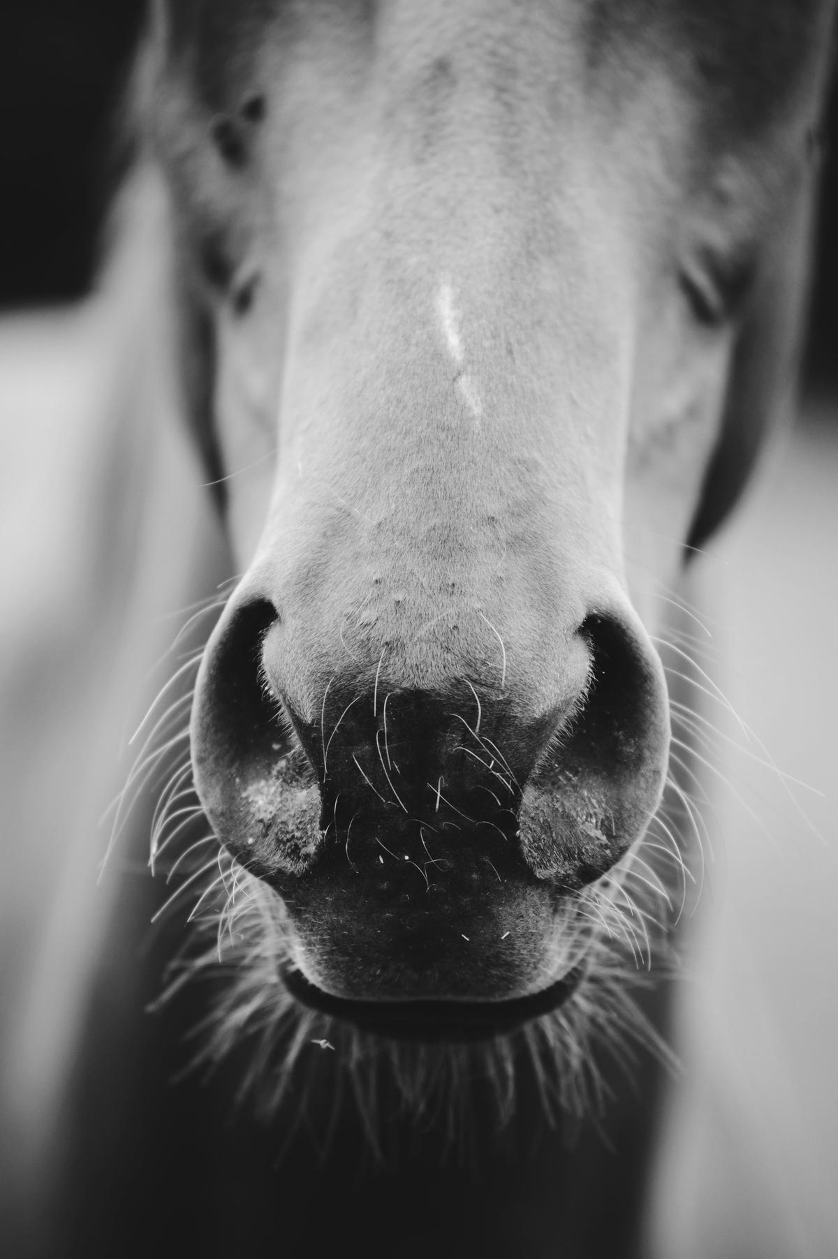 A majestic Shire horse standing proudly, showcasing its massive size and strength