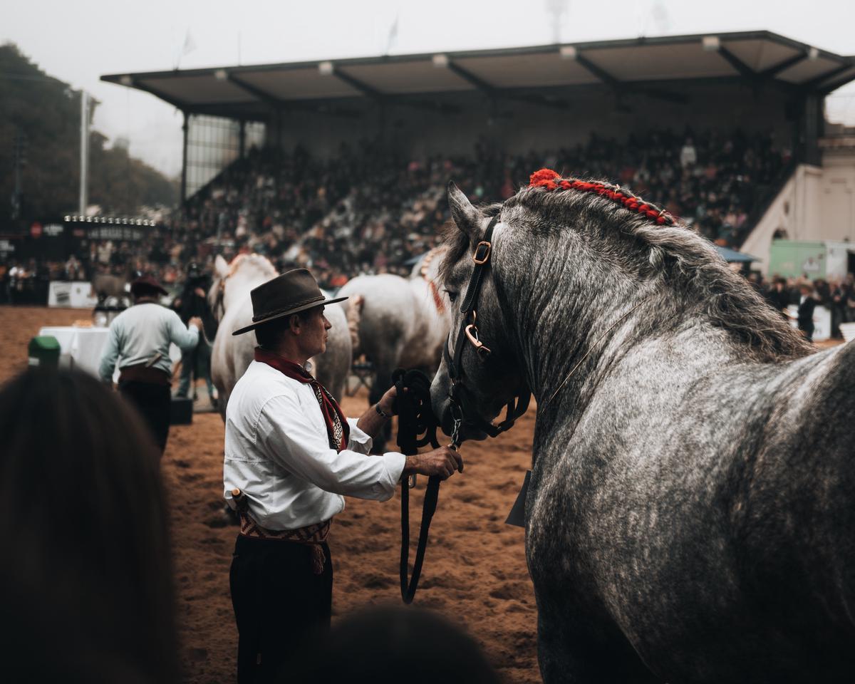 A majestic Shire horse standing tall and strong, showcasing its power and elegance.