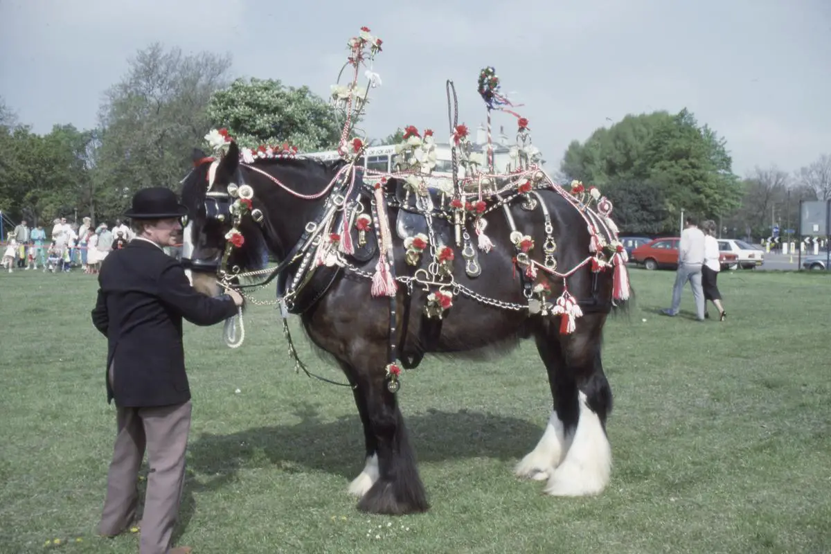 A majestic Shire horse standing in a field, showcasing its calm and gentle nature