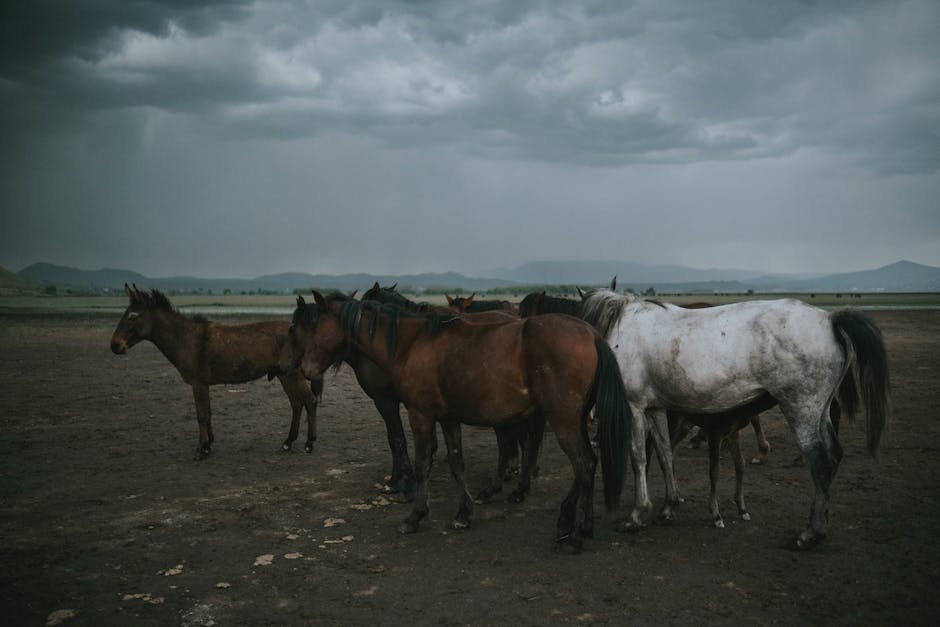 Two Shire Horses and Suffolk Punch standing together in a field