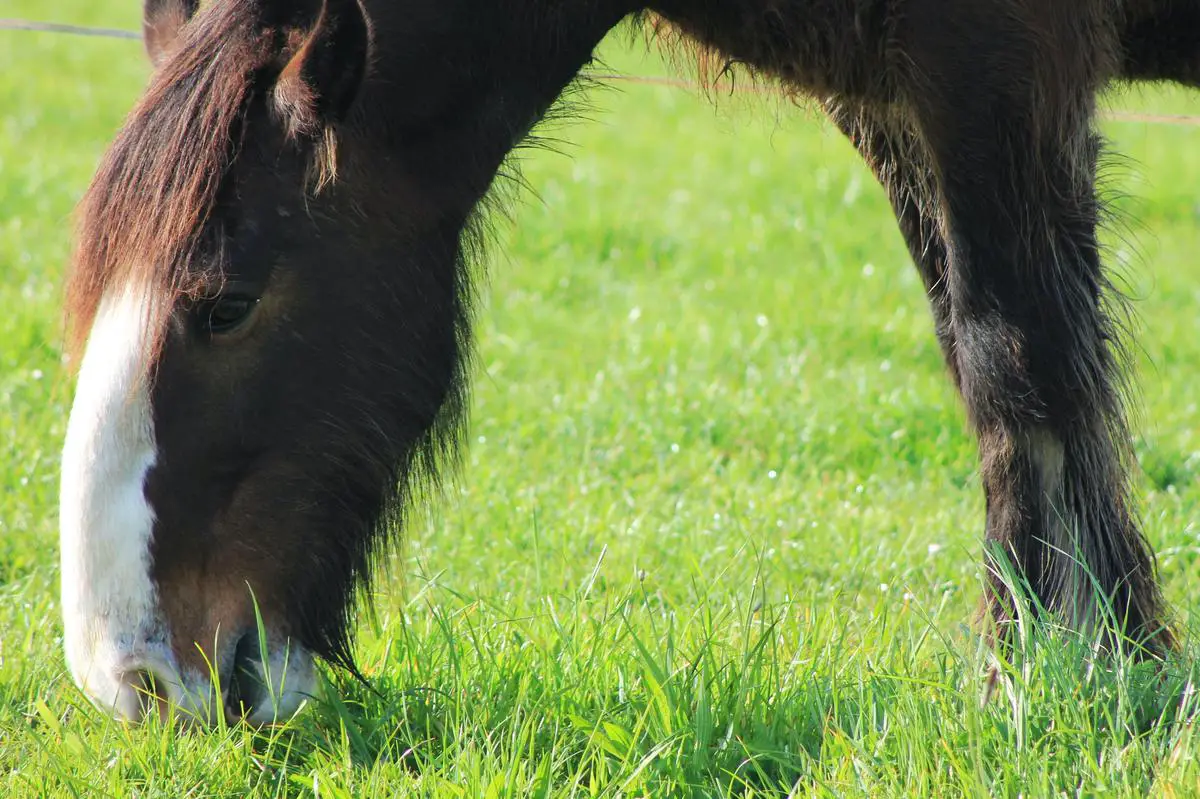 Image of Shire Horse and Clydesdale breeds, showcasing their strength and adaptability