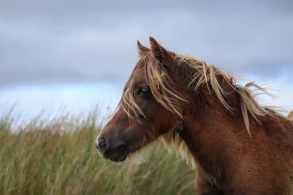 A beautiful Shire horse grazing in a meadow