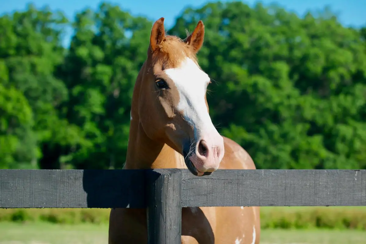 A shire horse standing tall, showcasing its impressive size and strength.