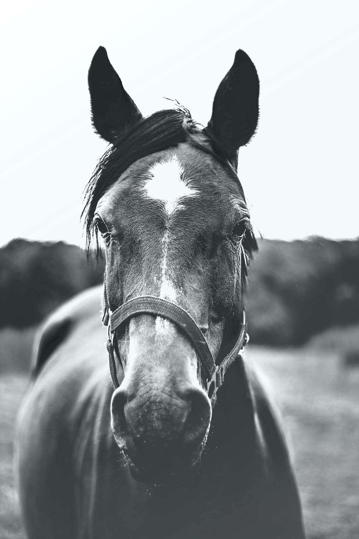 A majestic Shire horse standing tall, showcasing its immense size