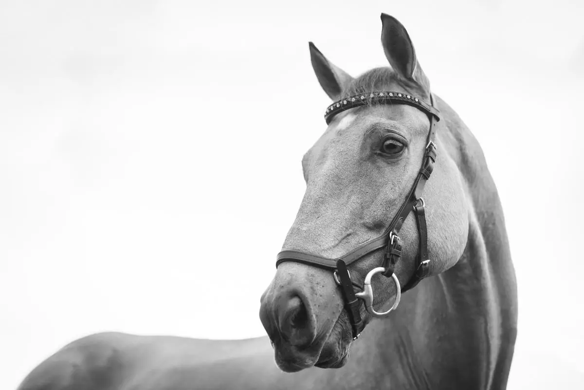 Comparison of Physical Characteristics: Shire Horse vs. Percheron