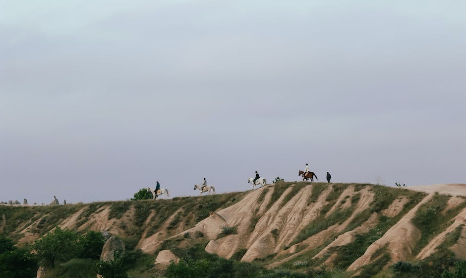 Image depicting the different sizes of Shire horses, showcasing their height and physique.