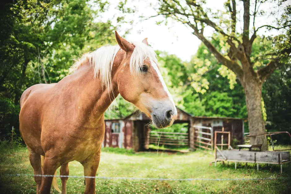 Comparison between the physical characteristics, temperament, health issues, roles in society, and preference in various applications of Shire and Belgian Draft horses.