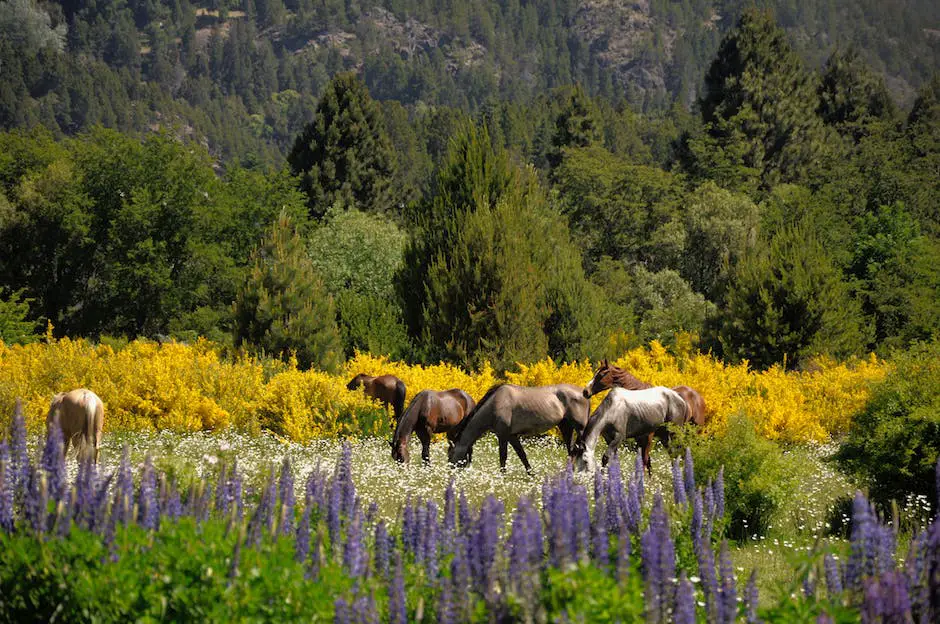 A beautiful image showcasing Swiss horse breeds in a lush green field surrounded by mountains