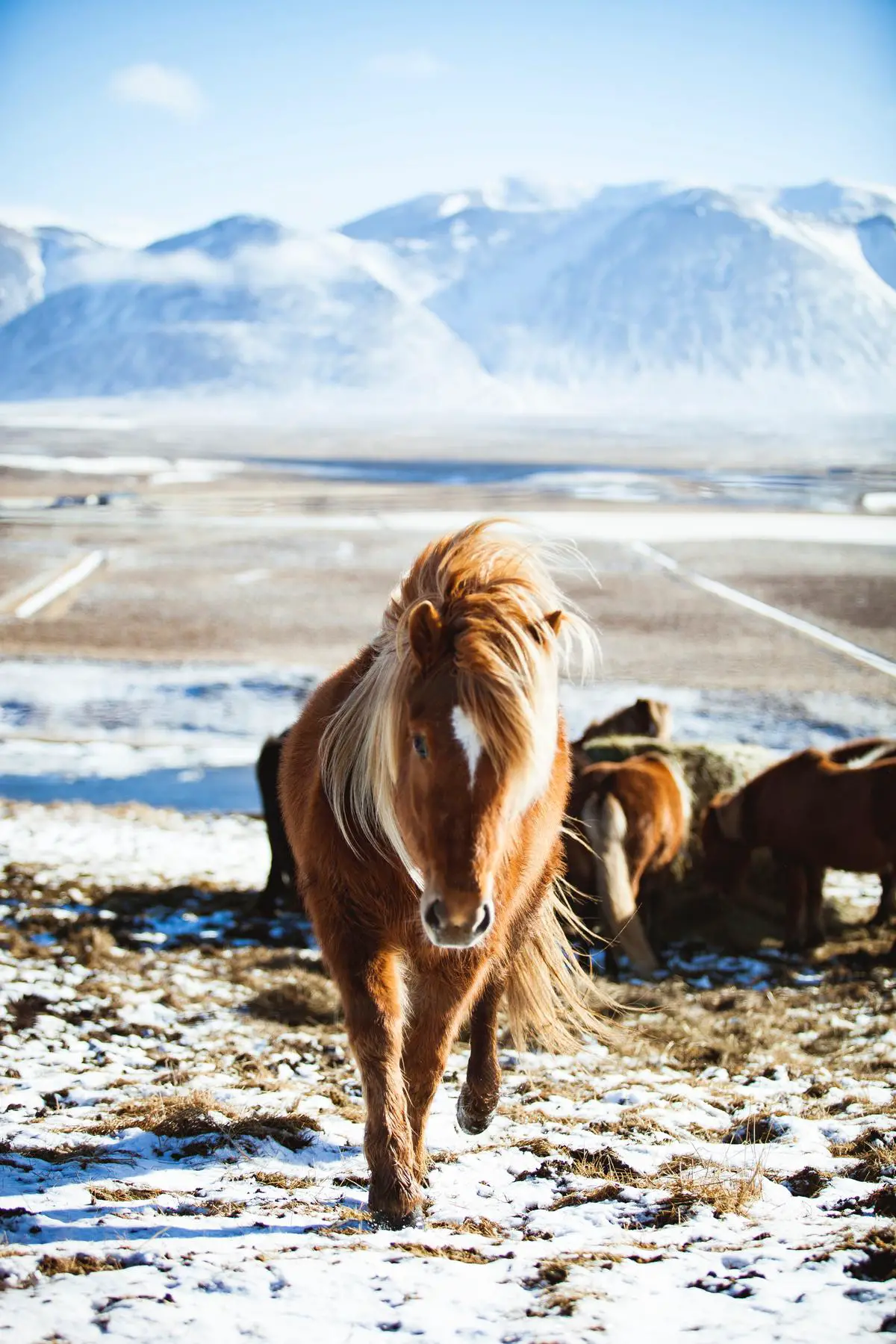 Beautiful image showcasing Swiss horse breeds in their natural habitat