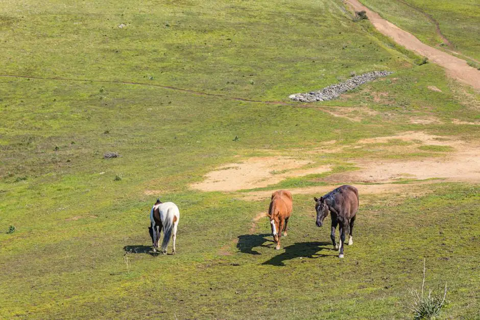 A group of Swiss horses grazing peacefully in a lush green meadow