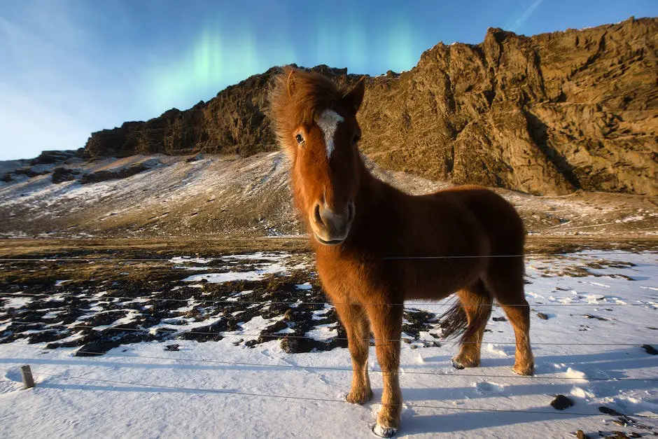 Thermoregulation in Equidae: Adaptations of Cold-Blooded Horses to Maintain Stable Body Temperatures - image showing a horse with a thick fur coat standing in cold weather