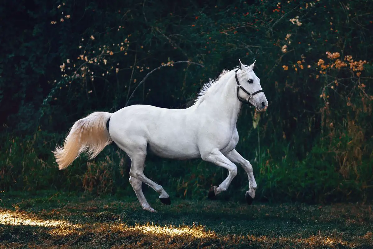 A beautiful image of a Warmblood horse running in a field