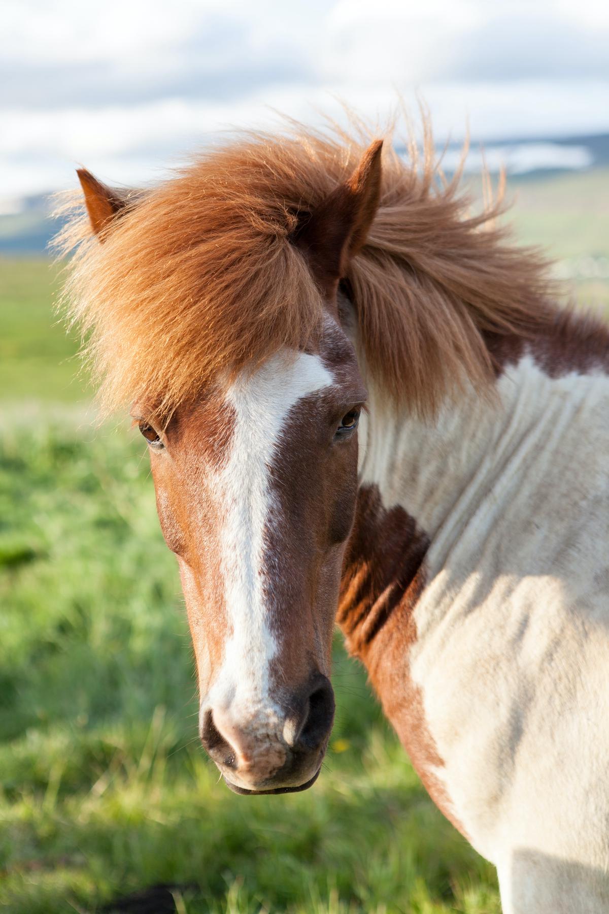 A close-up image of a warmblood horse, showcasing its sleek coat and majestic presence.