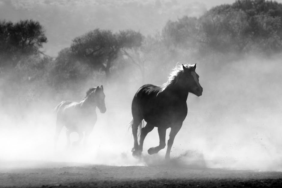 A beautiful image of warmblood horses in Germany, showcasing their elegance and strength.